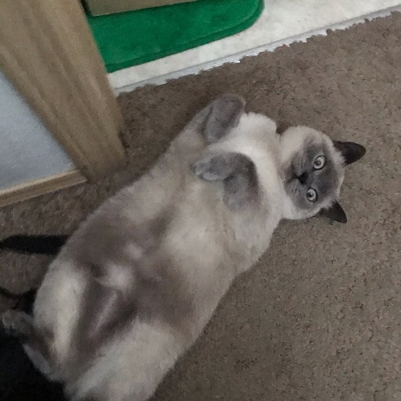 Meet your Posher, Sebastian - Picture 1 of 1